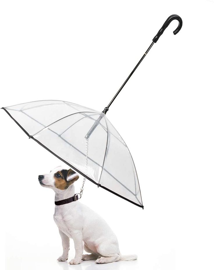 Pet-Umbrella 🌂🐾